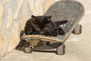 foto van een aanbiddelijk schattig baby kat ontspannende Aan een skateboard