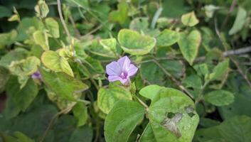 een fabriek met Purper bloemen en groen bladeren foto