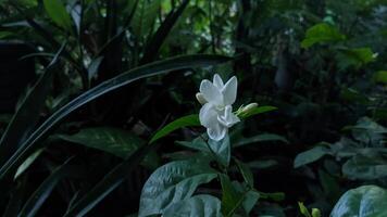 een wit bloem is in de midden- van een groen fabriek foto