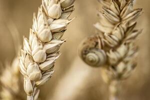 macro van slak Aan land veld- piek foto