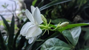 een wit bloem is in de midden- van een groen fabriek foto