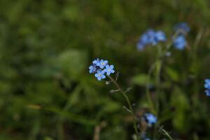 Siberisch ossetong, klein blauw bloemen foto