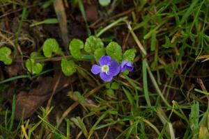 birdeye ereprijs, klein Purper bloem foto