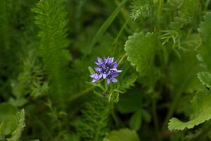 borstelig klokje, klein Purper bloem foto