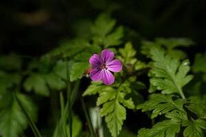 kruid robert bloem foto