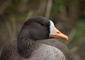 groter witvoorhoofd gans, hoofd detailopname foto