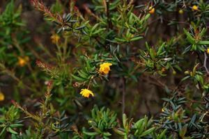 gouden berberis groenblijvend struik foto