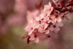 een dichtbij omhoog van kers roze bloemen , wazig achtergrond foto