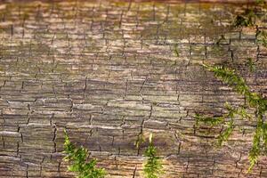 schors van een oud boom met mos in de het formulier van een kader, hout met mooi textuur, plaats voor inscripties en ontwerp elementen, ecologie, geschiedenis, bio foto