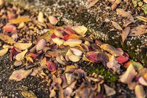 herfst blad Aan de grond foto