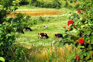 een kudde van koeien begrazing Aan een zomer groen helling in bloem kader foto