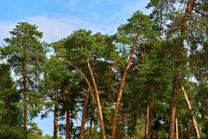 jong Gezondheid vitaliteit voorjaar pijnboom bomen, Doorzichtig blauw lucht foto