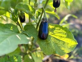 weinig aubergine in een kas foto