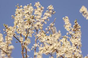 Pruim boom bloemen detail Bij zonsondergang foto