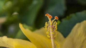 gele hibiscusbloem op de canarische eilanden foto