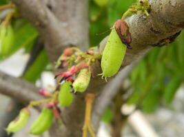 macro foto van ster fruit nog steeds hangende Aan de boom. kan worden gebruikt net zo een extra kruid in Koken.