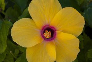 gele hibiscusbloem op de canarische eilanden foto