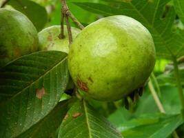 macro foto van guava fruit nog steeds hangende van de stengel en stam van haar ouder in tropisch gebieden.