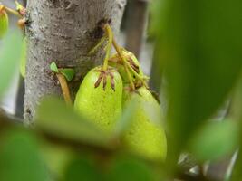 macro foto van ster fruit nog steeds hangende Aan de boom. kan worden gebruikt net zo een extra kruid in Koken.