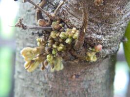 macro foto van ster fruit nog steeds hangende Aan de boom. kan worden gebruikt net zo een extra kruid in Koken.