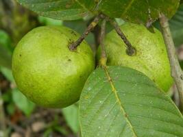 macro foto van guava fruit nog steeds hangende van de stengel en stam van haar ouder in tropisch gebieden.