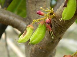 macro foto van ster fruit nog steeds hangende Aan de boom. kan worden gebruikt net zo een extra kruid in Koken.