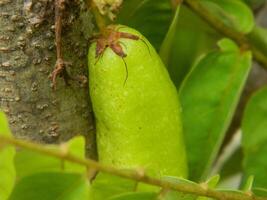 macro foto van ster fruit nog steeds hangende Aan de boom. kan worden gebruikt net zo een extra kruid in Koken.