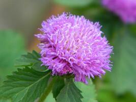 macro foto van een groen fabriek dat heeft gekleurde bloemen. het looks aantrekkelijk en mooi