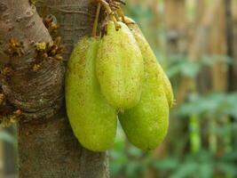 macro foto van ster fruit nog steeds hangende Aan de boom. kan worden gebruikt net zo een extra kruid in Koken.