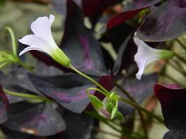 macro foto's van bloemen van sier- planten welke zijn heel mooi en kan worden gegroeid en gehandhaafd in de voorkant tuin of terug tuin van de huis. foto