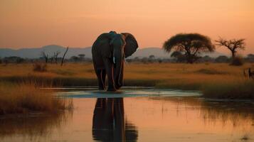 majestueus Afrikaanse olifant staand door de water tegen een oranje zonsondergang in de savanne foto