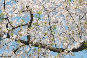 mooi kers bloesems en blauw lucht. kers bloesem in de lente. foto