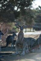 kangoeroes in phillip eiland dieren in het wild park foto