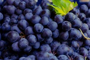 rijp blauw druiven in vol kader visie met blad en stam of stengels foto