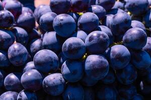 bundel van blauw druiven in focus. vers rijp veganistisch voedingsmiddelen achtergrond foto