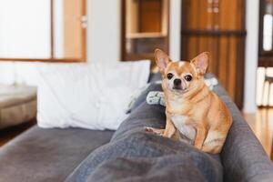 mooi klein hond chihuahua zittend Aan de sofa Bij huis. foto