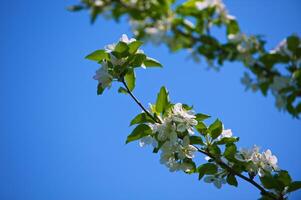 takken van een bloeiende appelboom foto