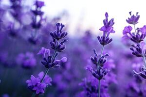 lavendel bloem veld- detailopname Aan zonsondergang, vers Purper aromatisch bloemen voor natuurlijk achtergrond. ontwerp sjabloon voor levensstijl illustratie. paars lavendel veld- in Provence, Frankrijk. foto