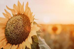 helder zonnebloem bloem. detailopname van een zonnebloem in vol bloeien, creëren een natuurlijk abstract achtergrond. zomer tijd. veld- van zonnebloemen in de warm licht van de instelling zon. helianthus jaarlijks. foto