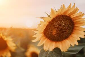 helder zonnebloem bloem. detailopname van een zonnebloem in vol bloeien, creëren een natuurlijk abstract achtergrond. zomer tijd. veld- van zonnebloemen in de warm licht van de instelling zon. helianthus jaarlijks. foto