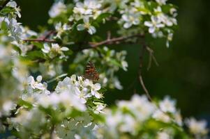 vlinder vanessa io Aan appel boom bloesem foto