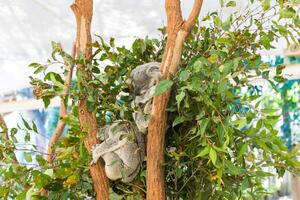 koala in de nationaal park, brisbane, Australië foto