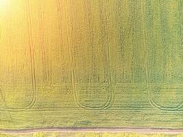 antenne visie Aan groen tarwe veld- in platteland. veld- van tarwe blazen in de wind Aan zonsondergang. jong en groen aartjes. oren van gerst Bijsnijden in natuur. agronomie, industrie en voedsel productie. foto