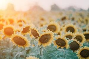 helder zonnebloem bloem. detailopname van een zonnebloem in vol bloeien, creëren een natuurlijk abstract achtergrond. zomer tijd. veld- van zonnebloemen in de warm licht van de instelling zon. helianthus jaarlijks. foto