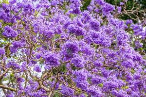 bloeiend jacaranda. dichtbij omhoog. brisbane, Australië foto