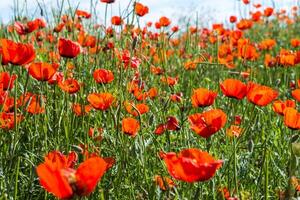 natuurlijk bloem achtergrond. verbazingwekkend visie van kleurrijk rood papaver bloeiend. foto