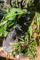 koala in de nationaal park, brisbane, Australië foto