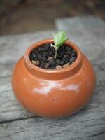 zamioculcas mamifolia in karamisch pot Aan tafel met tuin achtergrond natuur foto