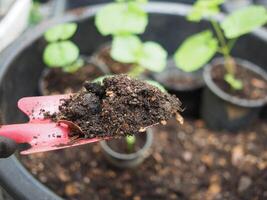 bodem voor plantaardig met aardewarm en kever in hand- foto