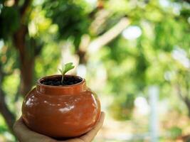 zamioculcas mamifolia in karamisch pot Aan tafel met tuin achtergrond natuur foto